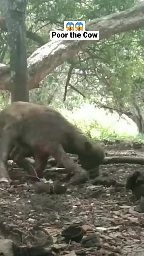 Komodo Predator on TikTok