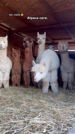 Exploring the Charm of Alpacas: A Soft Showcase