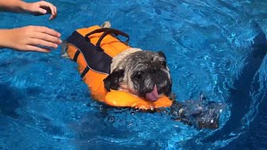 4K views · 54 reactions | FOX23 Shae Rozzi's pup Molly spent this super hot day cooling off in the pool!  What are you doing to stay cool?? | FOX23 News | Facebook