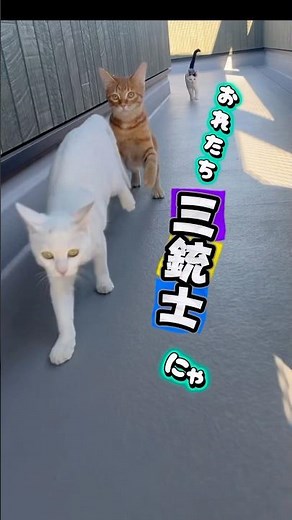 おれたち三銃士にゃ🐾 #さかがみ家 #保護犬 #保護猫 #dogs #cats #坂上忍