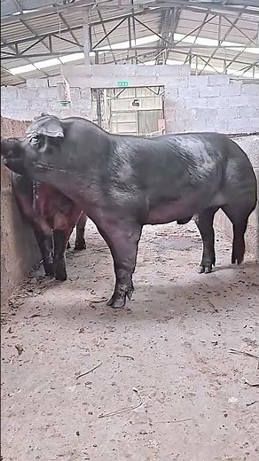 Secrets of Pig Training 🐖 | Step-by-Step Guide for Beginners #wildboar #wildlife #pigfeed #pigtrap