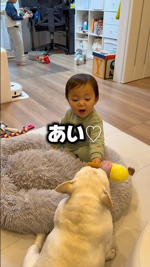 My dog is so loved by the kids that this happened... #DailyLife #Baby #FrenchBulldog