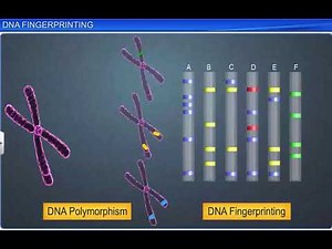 CBSE Class 12 Biology ¦¦ Molecular Basis of Inheritance – 16 ¦¦ DNA Fingerprinting ¦¦ NCERT Animatio