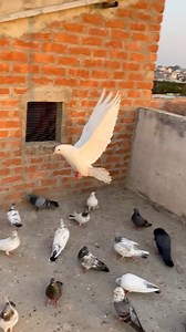 pigeon flapping wings sound ❤️ the animal hub #pigeon #kabootar #kabutar #viralreels | the animal hub