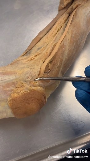 Understanding the Funny Bone Anatomy and Functions