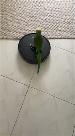 PAPAGAIO FOGADO PEGA CARONA NO ROBÔ 😂 #petsfofinhos#viral #shortsbrasil