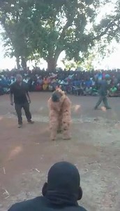 28K views · 244 reactions | Monkey Week Celebrated In The Gambia. ... | The Gambia Today | Facebook