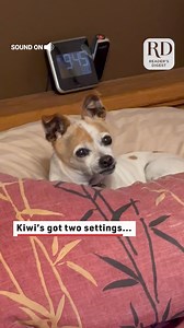 This tiny dog had a very big howl! #dogs #howlingdogs #dogvideos | Reader's Digest