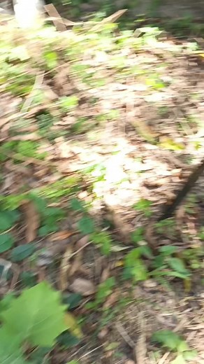 Liberando un Tigre: Producción de Huevos en Peligro