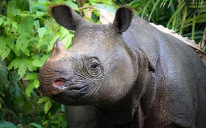 Rinoceronte de Java: qué es, características, peligro de extinción