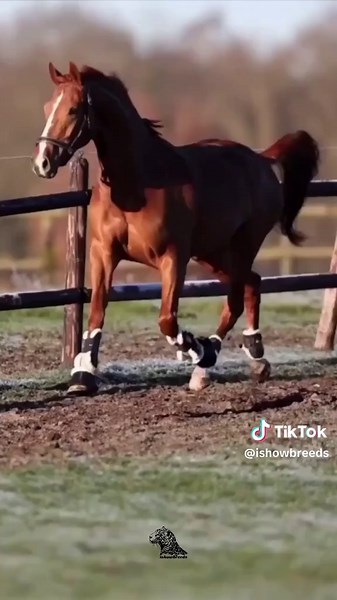 Thoroughbred Horses: The Fastest Racehorse Breed