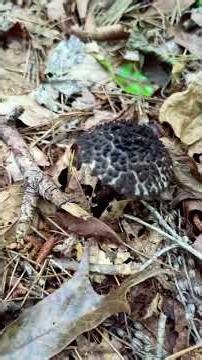 Old Men Of The Woods, Bitter Boletes, Spotted Bolete, Blue Ridge GA, August 2025