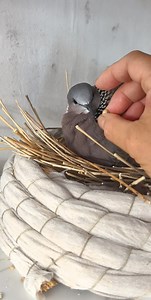 5.9K views · 222 reactions | Taking care of pregnant mama bird | Beautiful World | Facebook