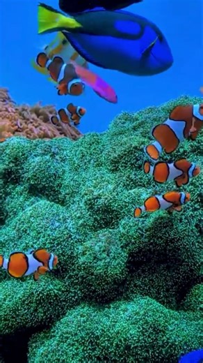 Beautiful colorfull fishes in aquarium with relaxing music