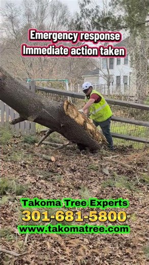 🚨 Emergency Tree Removal – Fast, Safe, Done Right 🚨