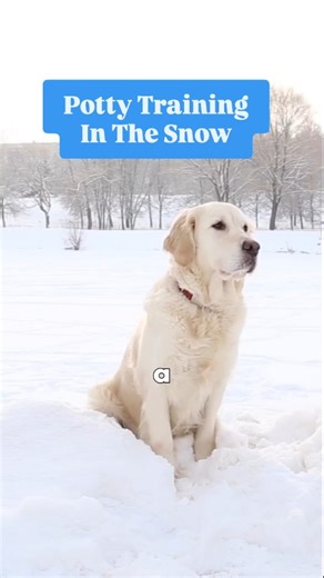 Sarah Hodgson on Instagram: "If your puppy won’t go to the bathroom in the snow or cold, you’re not alone. A lot of dogs freeze up the moment those paws hit chilly ground. Here’s what I recommend: ✨ Lay a tarp down before the snow starts, then pull it back to create a clear potty patch. ✨ If you’ve got a garage, a covered walkway, or even an apartment garbage chute area, place a piece of astroturf or potty pads there to give your puppy a familiar, snow-free surface. ✨ And if your dog prefers goi