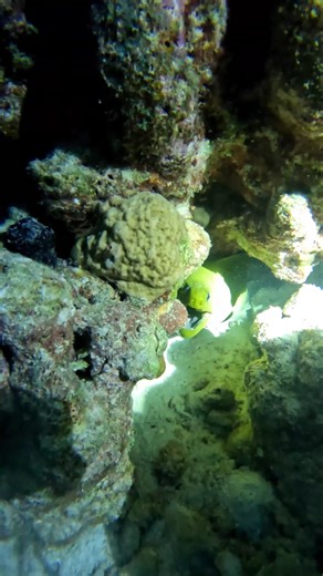 LOOK how beautiful it is to DIVE in Bonaire! 🐢❤️ #diving