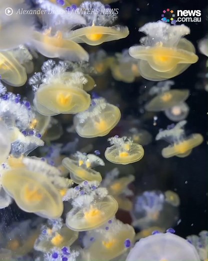 10K views · 96 reactions | Just a calming jellyfish compilation you didn't know you needed. ❤ | News.com.au | Facebook
