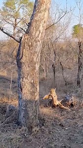 In the blink of an eye, a leopard turned the tables on a hyena lurking nearby. With unmatched strength and agility, she carried her impala kill high into the branches safe from would be thieves and perfectly at home in the treetops. This is the raw, untamed drama that makes Tanzania’s wilderness so unforgettable. And with Travel Wise Safari, you don’t just watch it on screen you live it. 📍 Travel Wise Safari Tanzania 🌍 Thrilling game drives • Iconic wildlife • Stunning landscapes 📩 Start plan