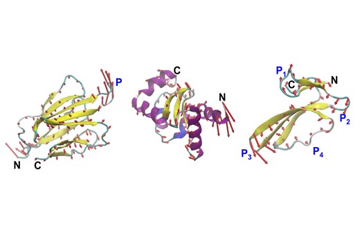 MIT engineers design proteins by their motion, not just their shape