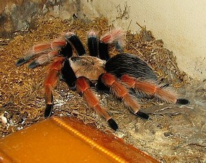 Arthropod - Alchetron, The Free Social Encyclopedia