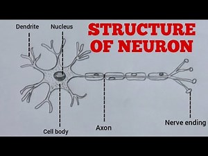 How to draw the structure of a neuron easily step by step / nerve cell diagram / X science diagram
