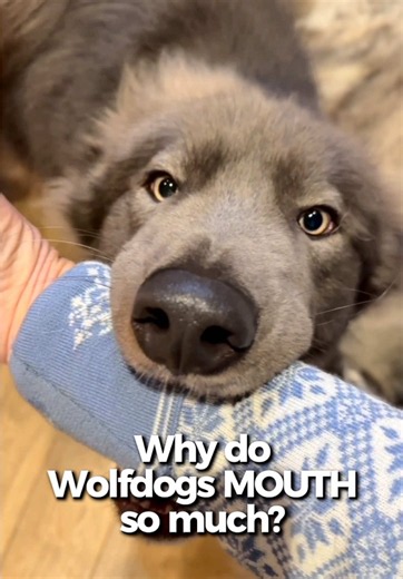Why are wolfdogs so mouthy? Read below ⬇️ Wolfdogs often use their mouths to communicate, play and interact with the world around them. Much of this behaviour may be influenced by their wolf heritage. Hunting and Prey Instincts Wolves use their mouths to grab, hold and control prey. Wolfdogs can inherit strong predatory instincts, often expressed through grabbing, tugging and mouthing. Play and Bonding Wolf pups constantly mouth, nibble and gently bite one another during play. This builds social