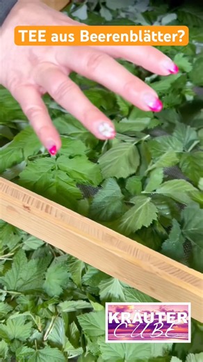 Tee aus reinen Beeren Blättern??? #gesundeernährung #tee #beeren #nachhaltigkeit #rezept #garten