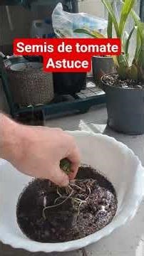 semis de tomate astuces #jardinage #potager #jardin #semis #planter