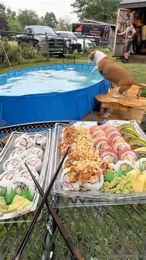 Pool Time + Sushi Break = Best Day Ever 🐶💦🍣 #dog #shorts