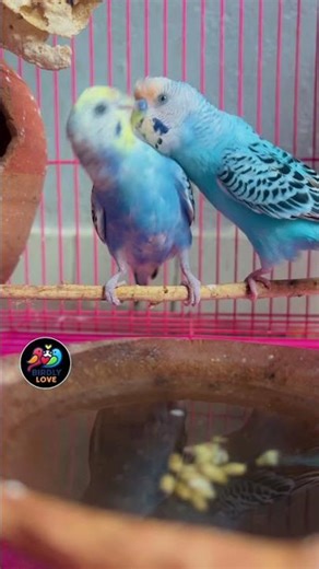 Budgies Fight With Love Approach #birdlylove #status #birds #pets #budgies #parrot #lovebirds #cute