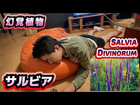 Japanese Man Salvia Divinorum Trip in Mexico