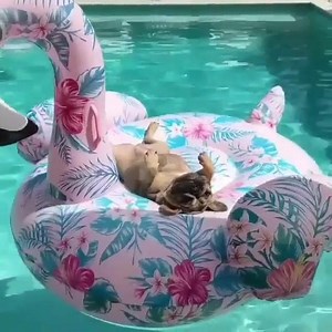 112K views · 4.9K reactions | Journée piscine !!!! Cool ! Zen ! | Défendre les animaux et protéger la nature | Facebook