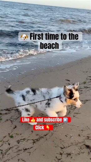Cute Australian Shepherd Puppy First Time to the beach #australianshepherd #puppy #reaction #pets