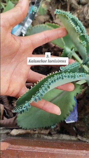 4 famous Kalanchoe 💚🌿