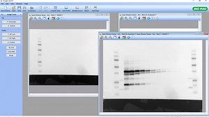 Image Lab Software - Molecular Weight, Quantity and Annotation Tools-KKtBG0UkXAE