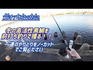 三重県四日市で高活性クロダイを狙う！