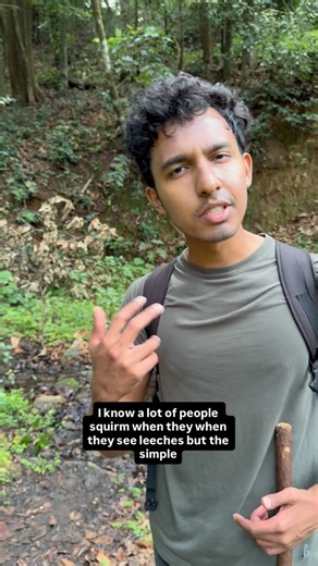 Ishan Shanavas on Instagram: "Leeches are a guaranteed part of any monsoon trek in the Western Ghats. They wait silently on wet leaves and forest floors, sensing movement and warmth, ready to latch onto the first passing leg. Most people fear them more than they should. They do not transmit diseases like ticks or mosquitoes, and their bite is painless thanks to a natural anesthetic in their saliva. They feed for a few minutes, drop off, and move on. Annoying, yes. Dangerous, no. In fact, their p