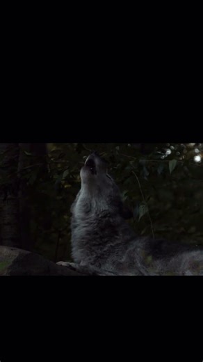 Wolf howling at night.