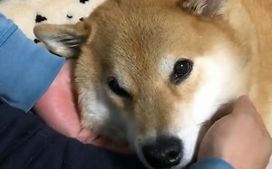 [柴犬Maru的日常]耙耙玩够了吗？窝想睡觉惹 (๑•́ ₃ •̀๑)