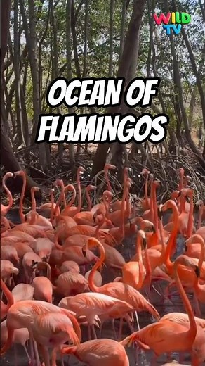 Flamingo Frenzy: Stunning Crowd in the Mangrove Swamp. #wildlife #animalfacts