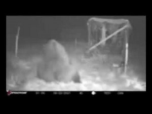 Grizzly Bear vs Bearwatch Wildlife Deterrent System - Portable Electric Bear Fence