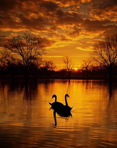 A peaceful sunset over a calm lake, with two swans gliding across golden water beneath glowing orange clouds and bare trees. | Sunrise to Sunset