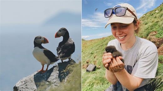 Wildlife researcher shares a few things you may not know about puffins