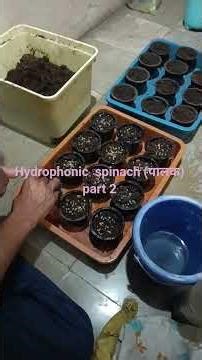 hydrophonic spinach part 2 #hydrophonic #spinach