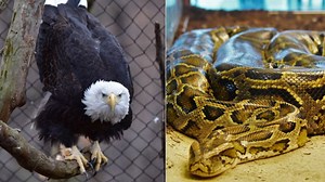 Seneca Park Zoo mourns loss of bald eagle, Burmese python
