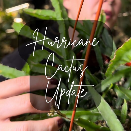 🌵 Hurricane Cactus Update 🌿 If you remember my video a while back, I was trying to revive my Hurricane Cactus. Sometimes, even with the best care and experience, a plant just doesn’t bounce back and that’s okay. It’s all part of the learning process. The Hurricane Cactus is actually a jungle cactus, not a desert cactus! That means it prefers moderate watering, and higher humidity. Think dappled sunlight under a rainforest canopy not blazing desert heat. 🌿🌵 Jungle vs. Desert Cactus: 🌿Jungle 