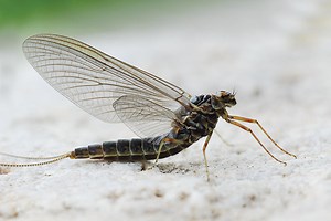 Fly Fishing a Gray Drake Hatch - Fly Fisherman