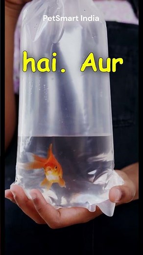 Care for Your Goldfish | Goldfish Care Tips #goldfish PetSmart India