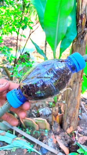 8.2K views · 206 reactions | two air layering techniques using used bottles華 #airlayering #bonsaitree #cars #craft #fblifestyle #diy | Dekino Garden | Facebook